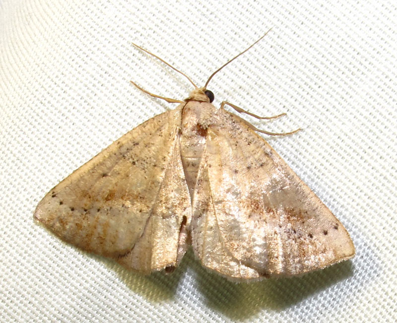 Tacparia atropunctata - 6806