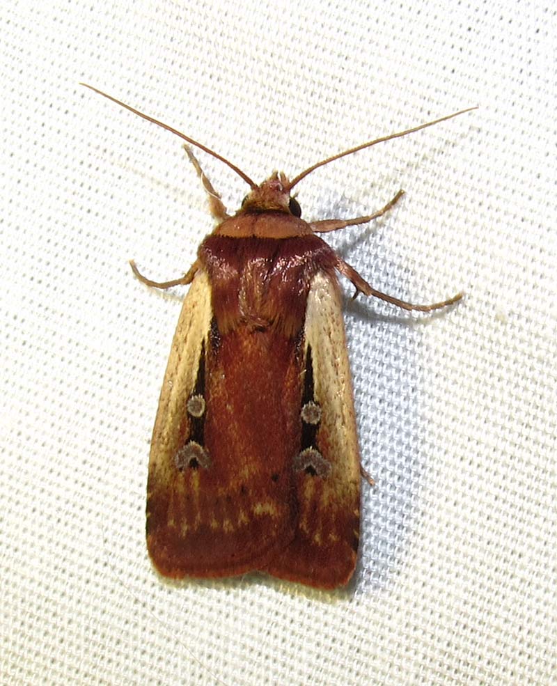 Ochropleura implecta - 10891 - Flame-shouldered Dart