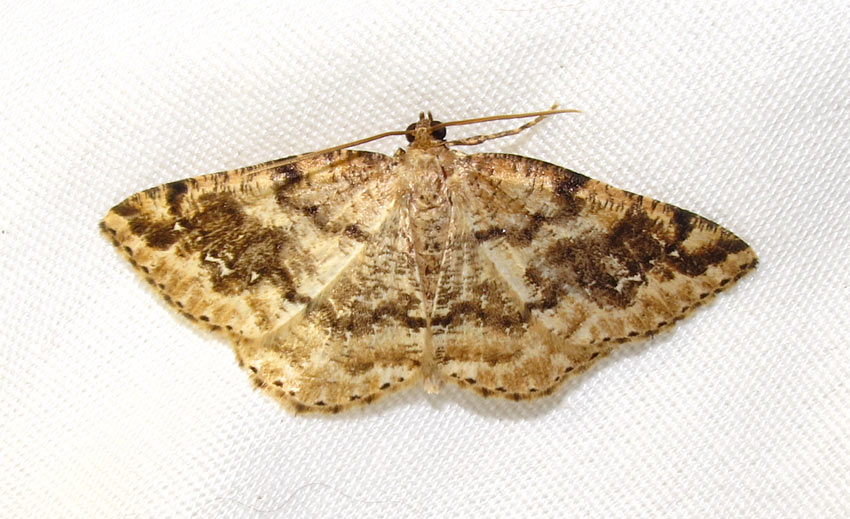 Homochlodes fritillaria - 6812 - Pale Homochlodes