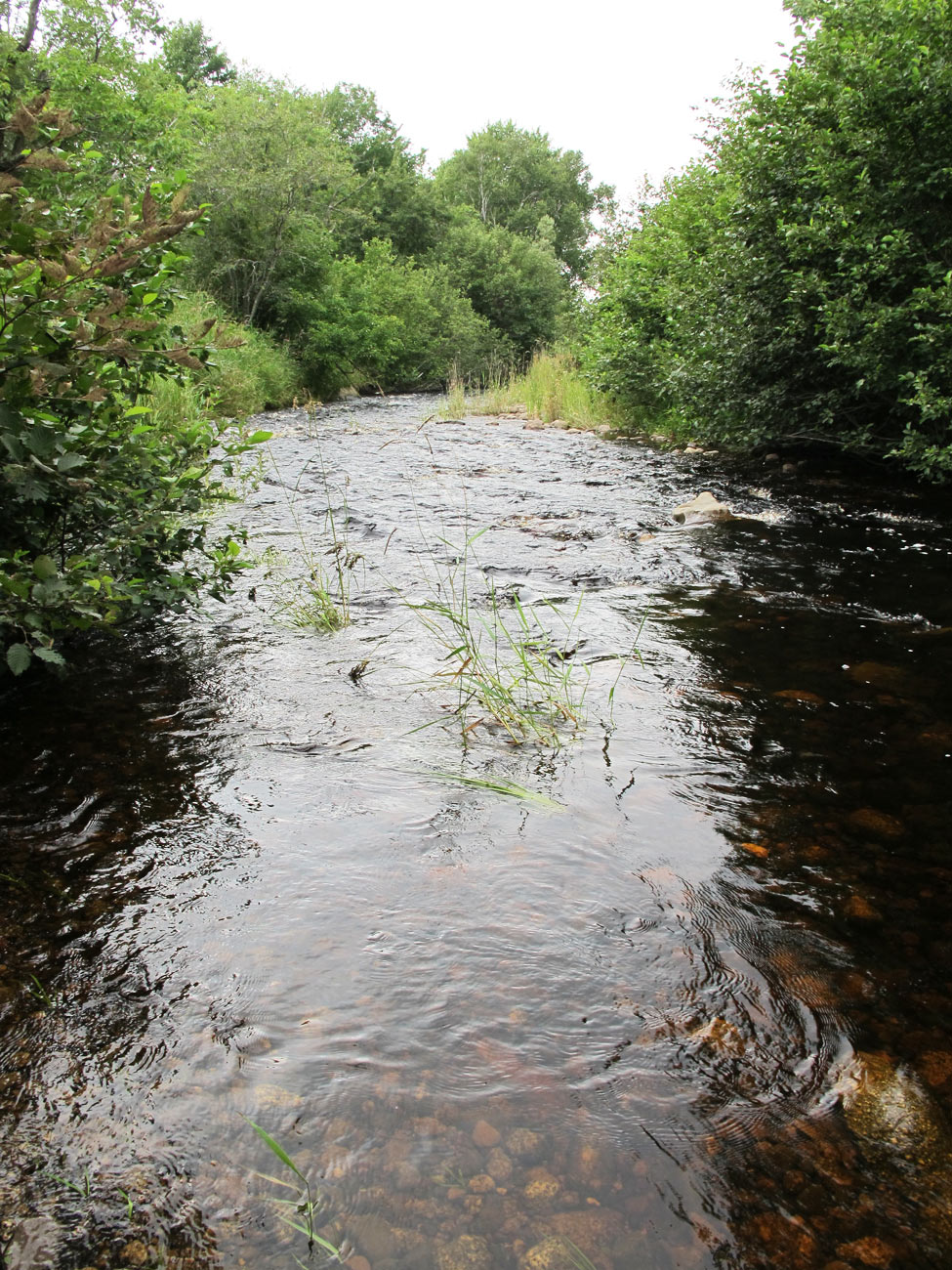 river-by-sandbar-aug9-2010-L.jpg