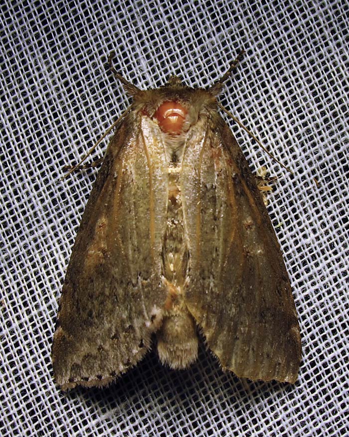 Pseudothyatira cymatophoroides - 6237 -Tufted Thyatirid