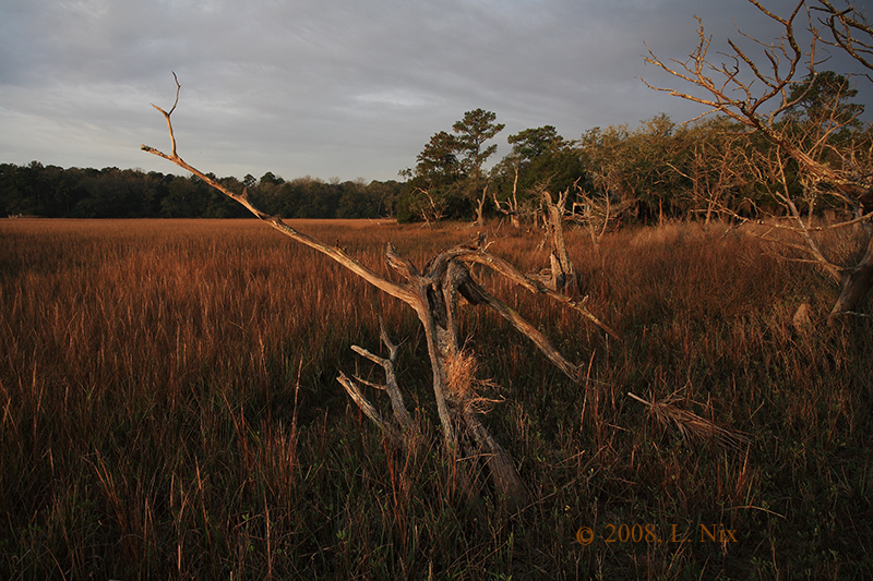 Marsh Edge