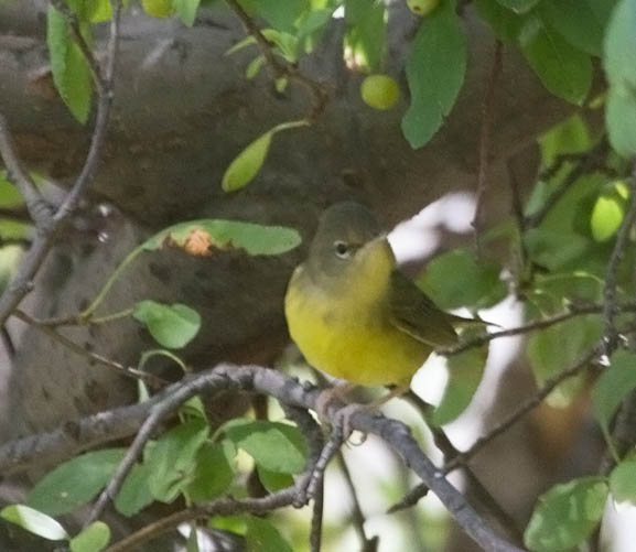 Mourning Warbler