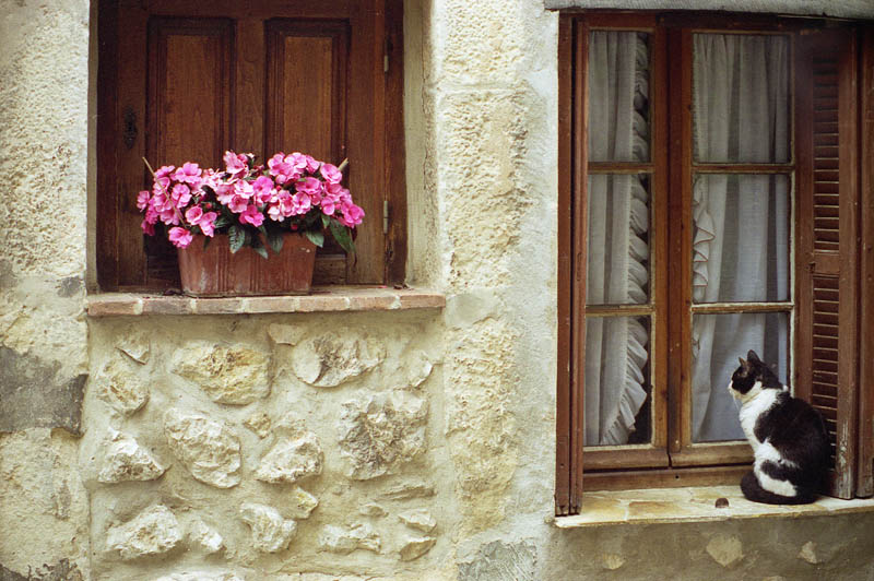 cat in the window