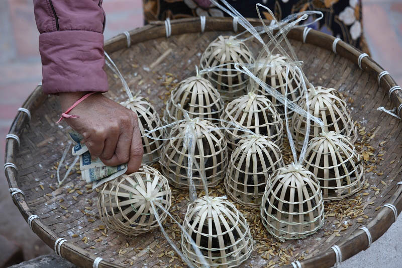 Birds to buy and free them