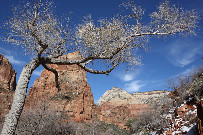 Near the Weeping Rock area