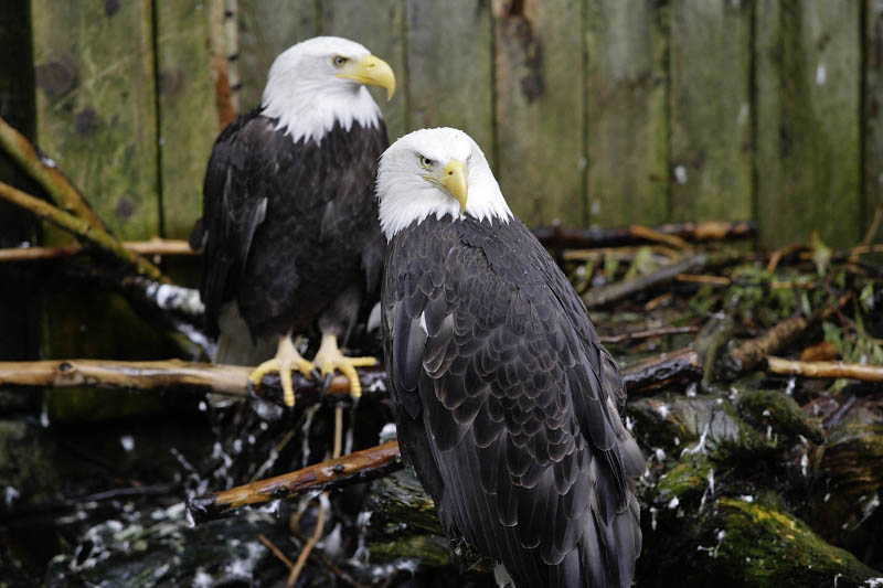 Ketchikan,  ward of the eagles