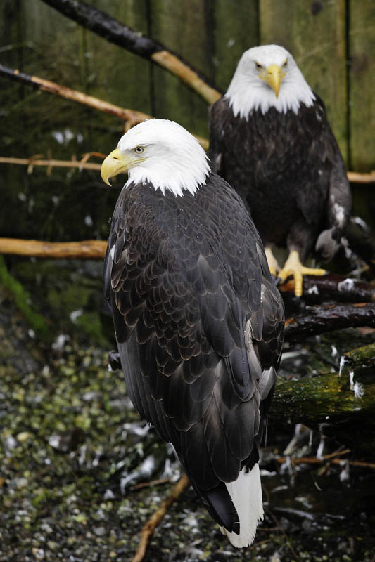 Ketchikan,  ward of the eagles