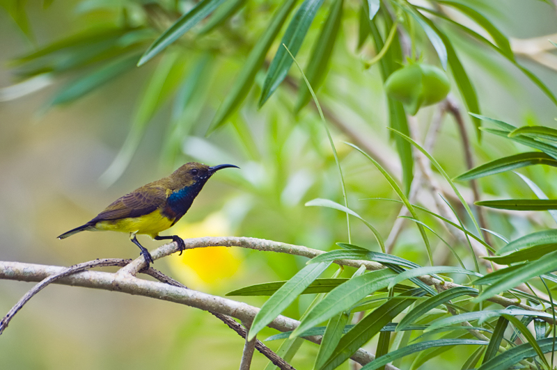Olive-backed Sunbird (male)