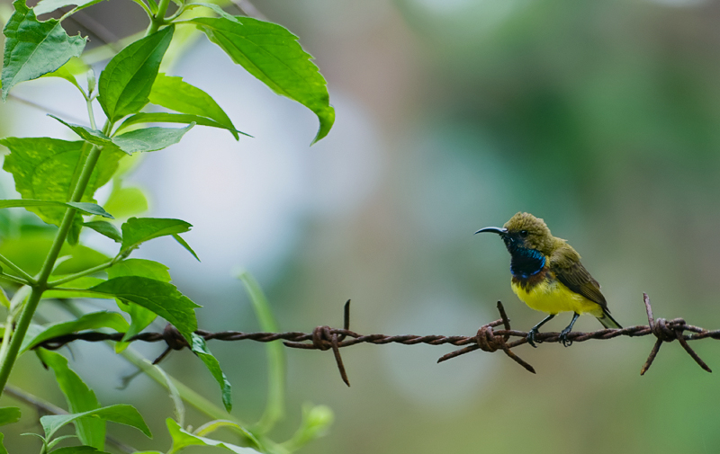 Olive-backed Sunbird (male)