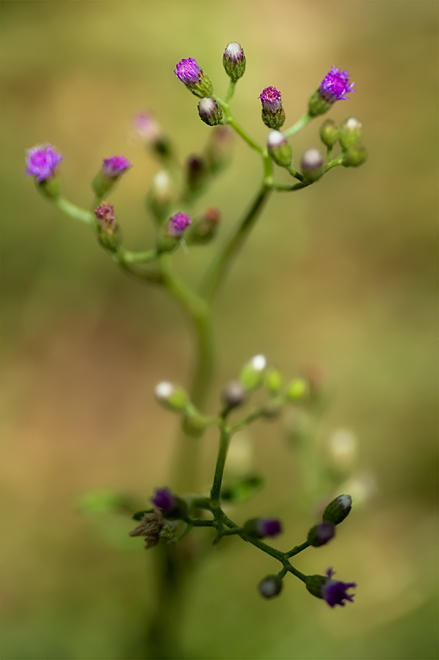 Little ironweed