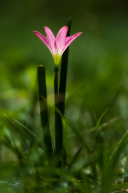 Pink Rain Lily