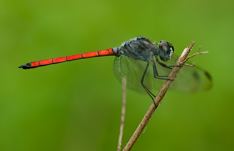 Scarlet Grenadier ♂