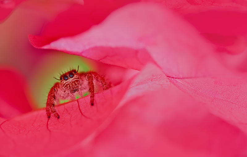 Jumping Spider