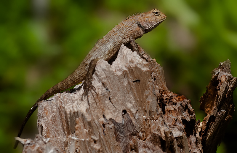 Garden Fence Lizard