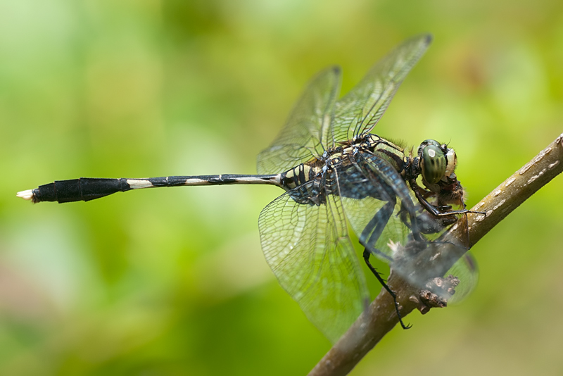 Green Marsh Hawk