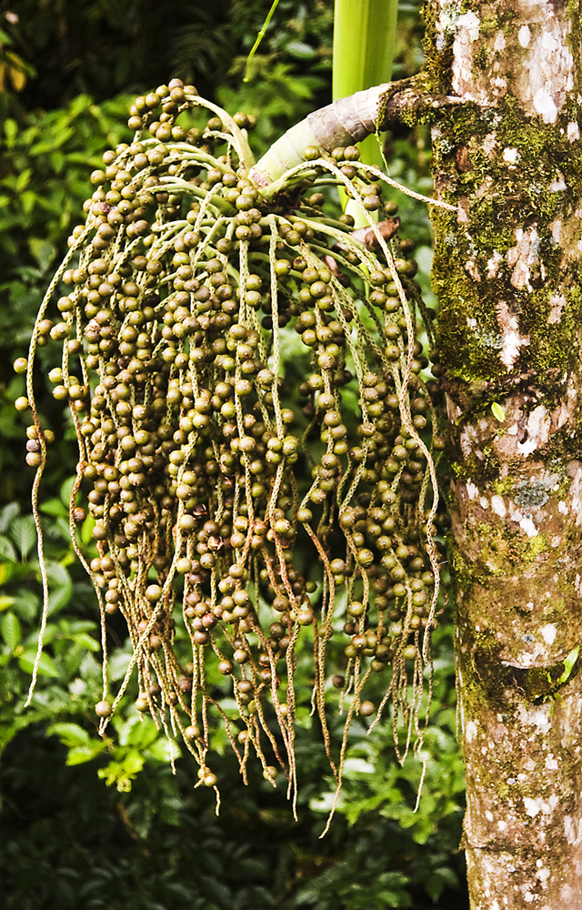 1432 Los Lagos Hotel plant life