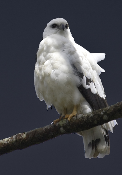 8288 Gray Hawk