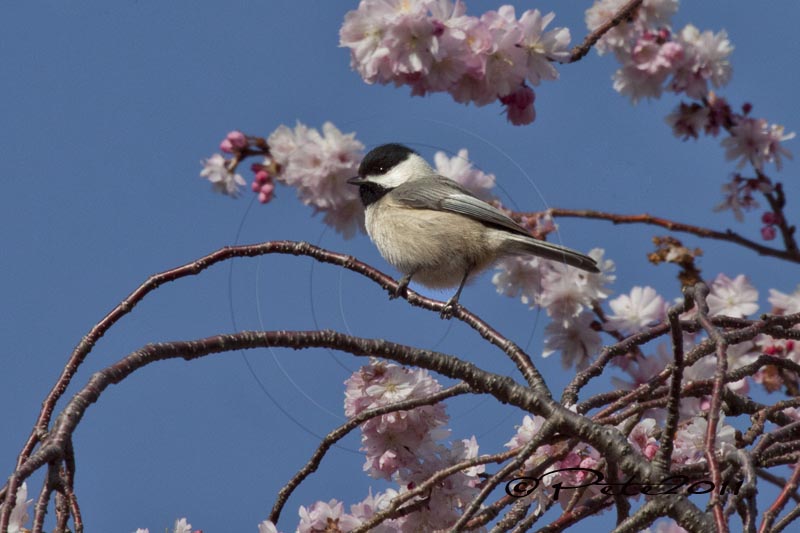CHICKADEE IN A CHERRY TREE