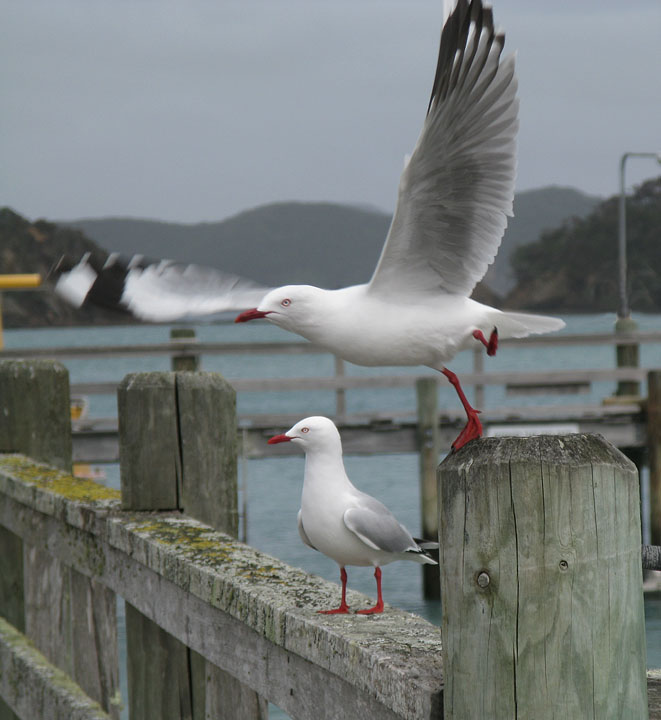 More stylish take-off