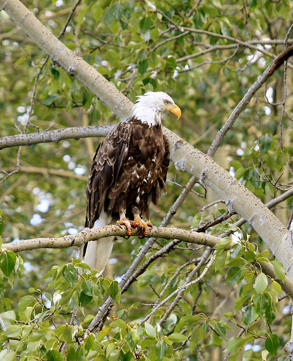 Adult Bald Eagle-1