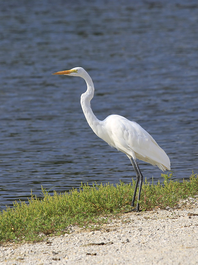 Great White Heron_6230.jpg