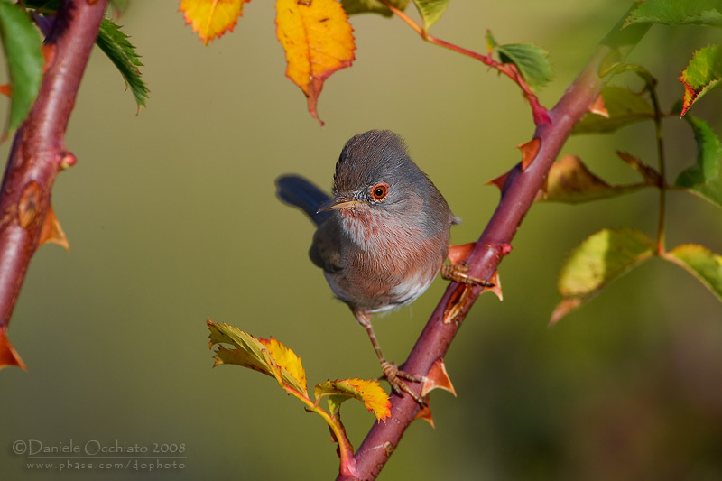 Dartford Warbler (Sylvia undata)