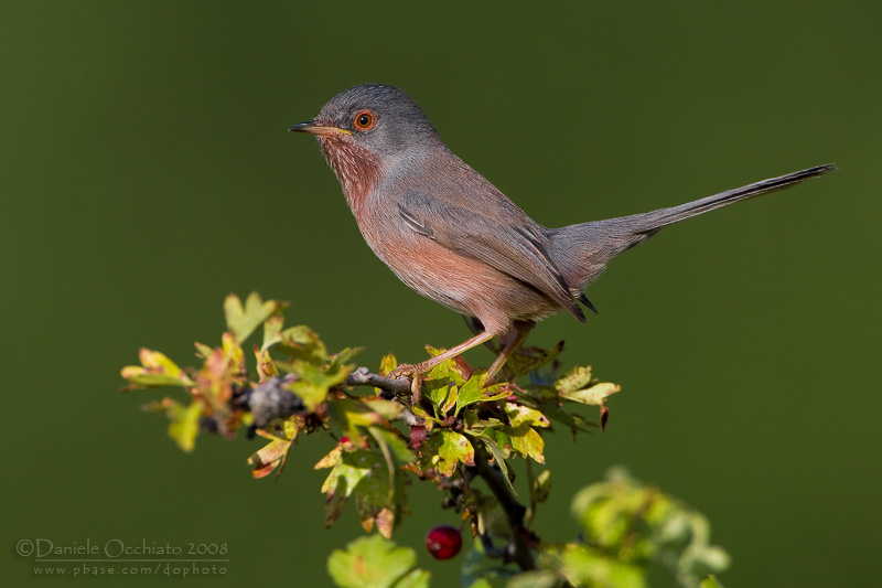 Dartford Warbler (Sylvia undata)