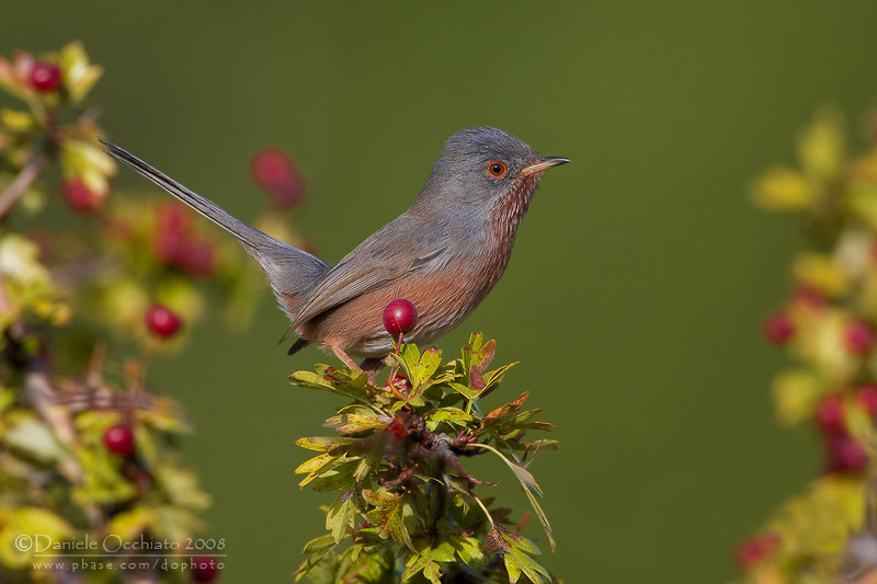 Dartford Warbler (Sylvia undata)