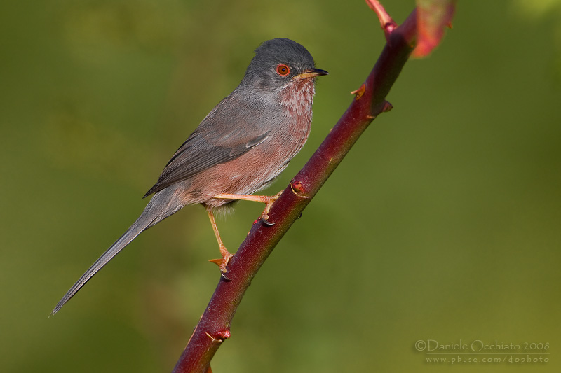 Dartford Warbler (Sylvia undata)