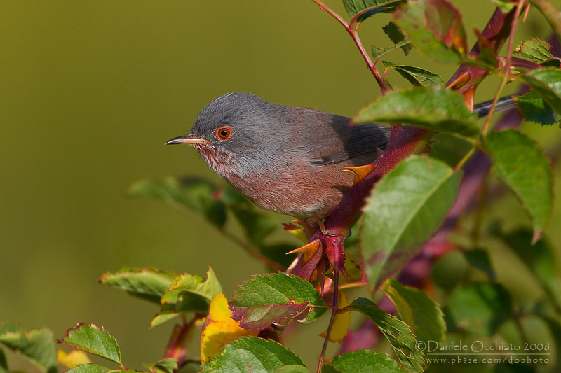 Dartford Warbler (Sylvia undata)
