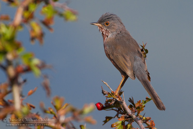 Dartford Warbler (Sylvia undata)