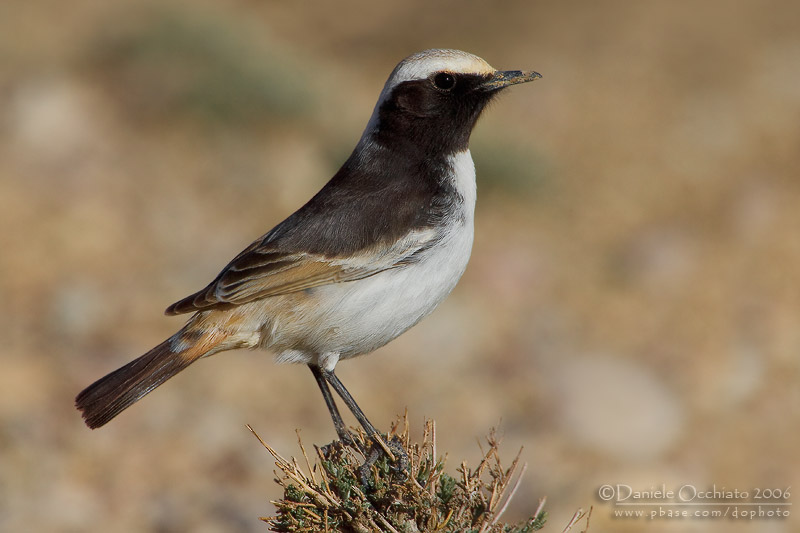 Red-rumped Weathear (Oenanthe moesta)