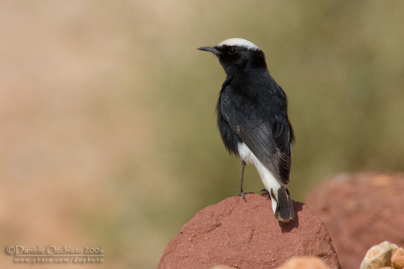 White-crowned Black Wheatear (Oenanthe leucopyga)