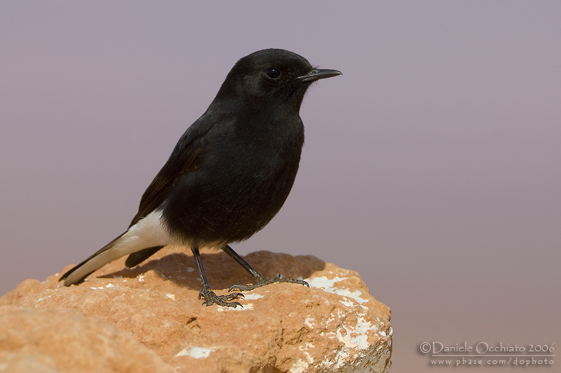 White-crowned Black Wheatear (Oenanthe leucopyga)