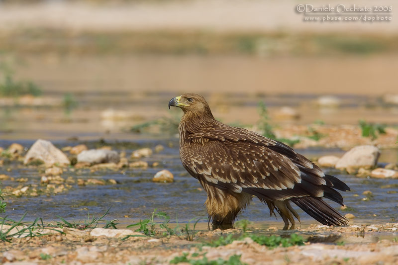 Eastern Imperial Eagle (Aquila heliaca)