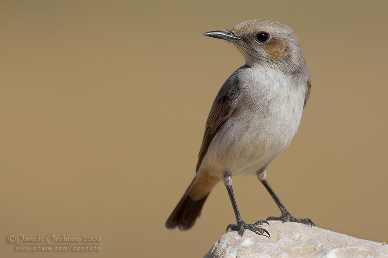 South Arabian Wheatear (Oenanthe lugentoides)