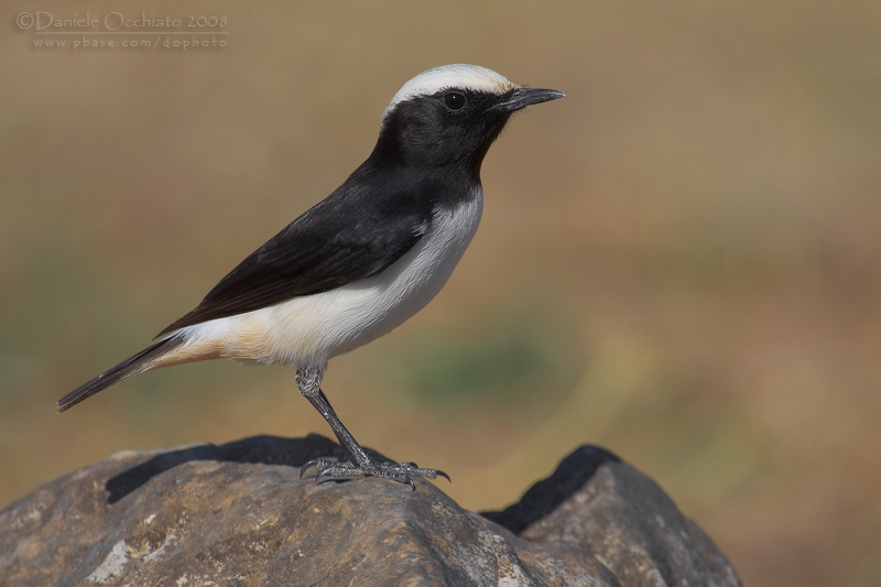 South Arabian Wheatear (Oenanthe lugentoides)