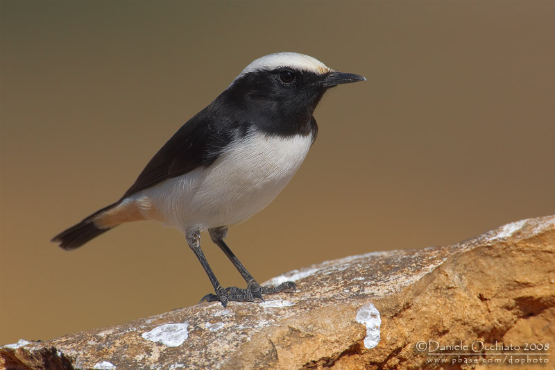 South Arabian Wheatear (Oenanthe lugentoides)