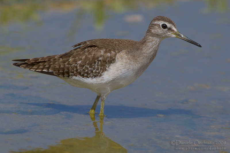 Wood Sandpiper (Tringa glareola)