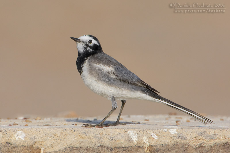 White Wagtail (Motacilla alba ssp personata)