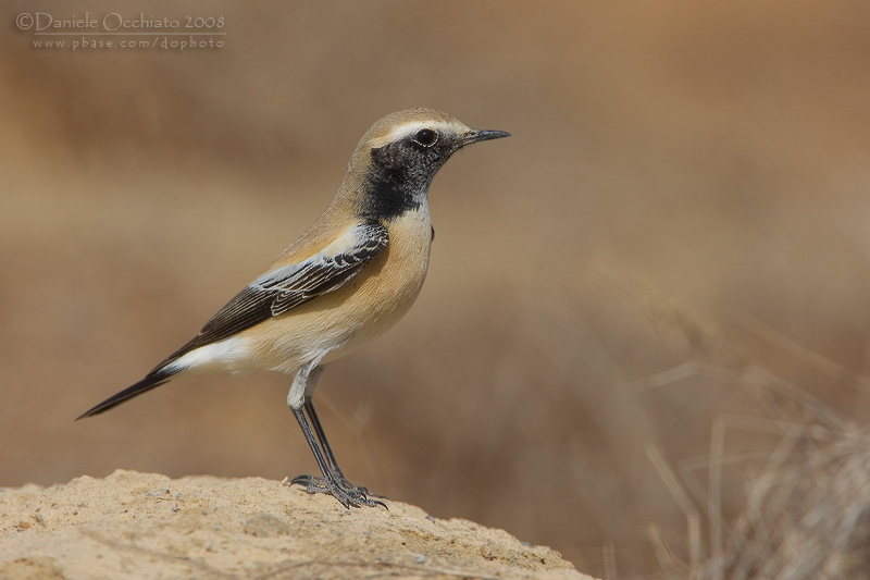 Desert Wheatear (Oenanthe deserti)