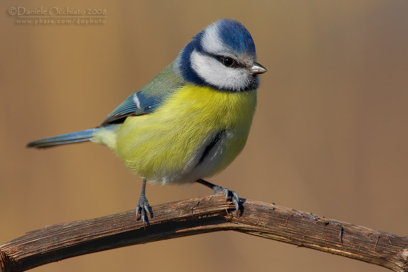Blue Tit (Cyanistes caeruleus)