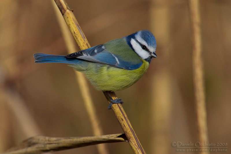 Blue Tit (Cyanistes caeruleus)