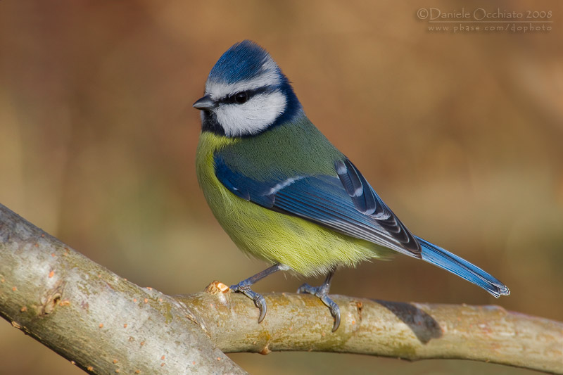 Blue Tit (Cyanistes caeruleus)
