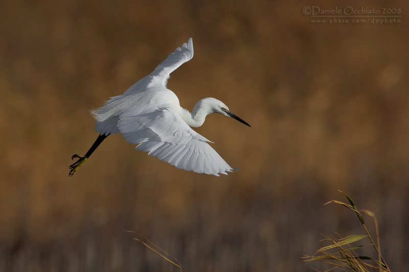 Little Egret (Egretta garzetta)