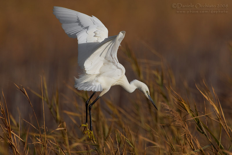 Little Egret (Egretta garzetta)