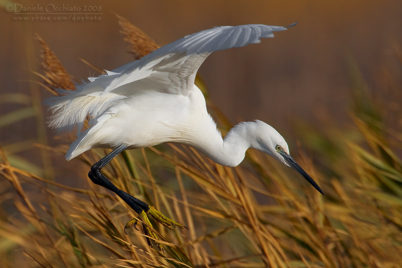 Little Egret (Egretta garzetta)