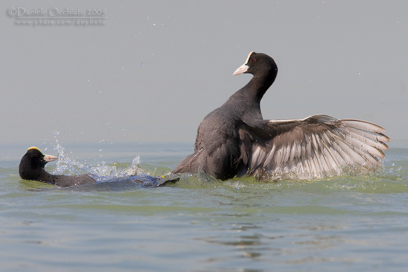 Eurasian Coot (Fulica atra)