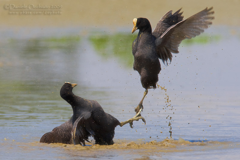 Eurasian Coot (Fulica atra)